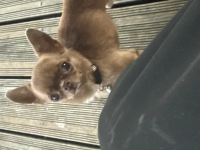 Magnifique mâle chihuahua miniature - photo 2