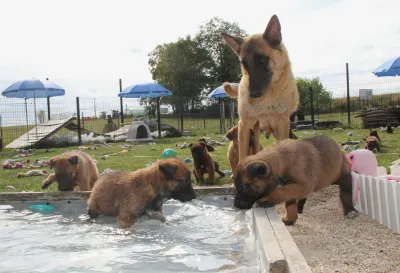 Cède chiots berger malinois pure race LOF - photo 2