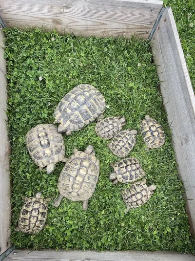 Sublimes Jeunes Tortues terrestres Hermann Testudo - Tortues & Reptiles