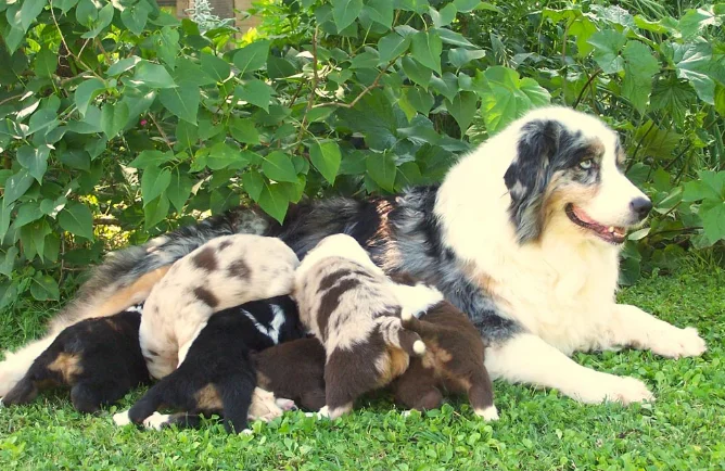 Sublimes chiots Berger Australien pure race - Chiens - Bordeaux (33200)