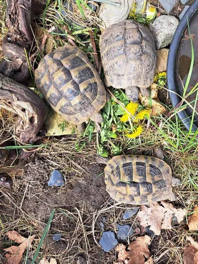 Tortues hermani hermann - photo 2