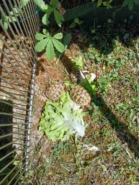 Jeunes tortues hermann - Tortues & Reptiles - Saint-Orens-de-Gameville (31650)