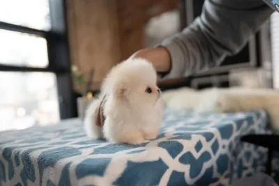 Chiot spitz nain disponible - photo 2