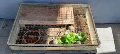 Vend tortue de terre - Tortues & Reptiles