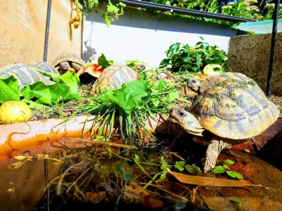 Tortues Hermann (testudo hermanni) - Tortues & Reptiles