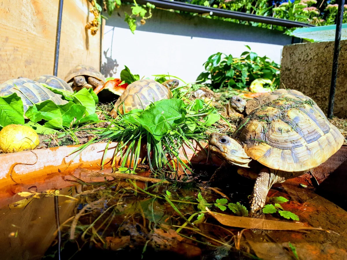Tortues Hermann (testudo hermanni) - Tortues & Reptiles - Nantes (44000)