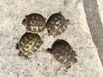 MAGNIFIQUE TORTURES HERMANE - Tortues & Reptiles