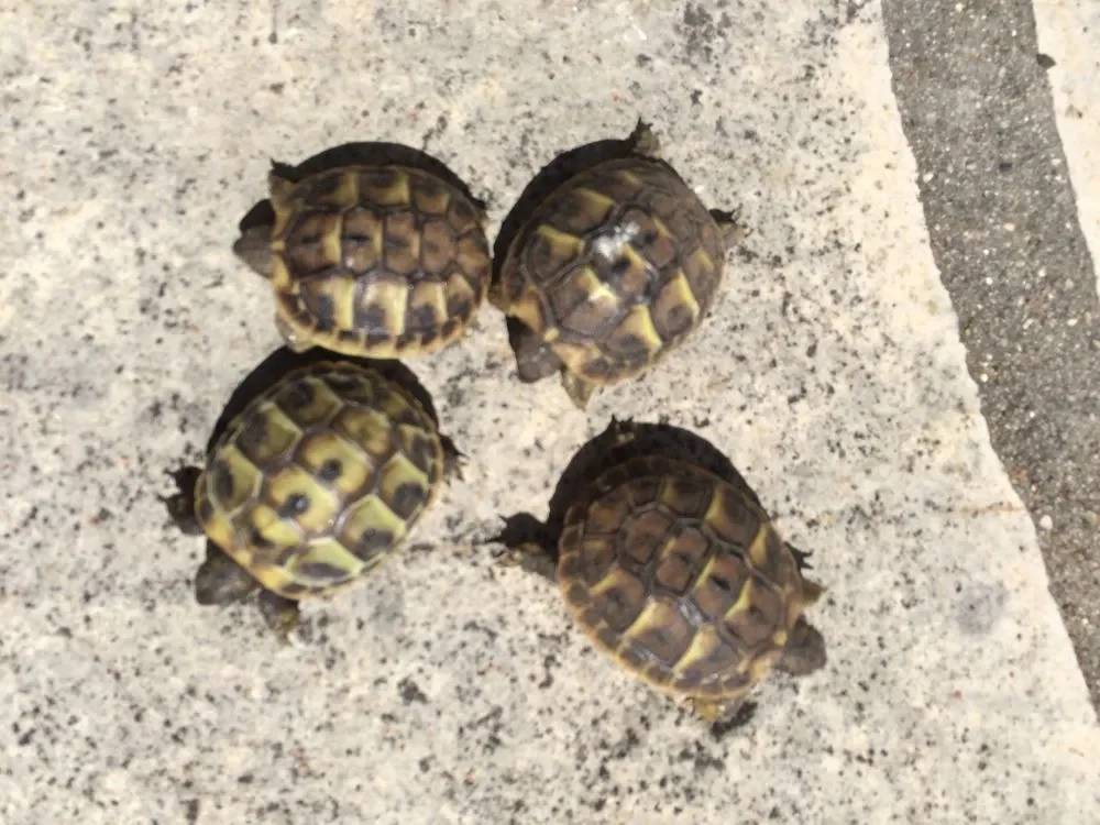 MAGNIFIQUE TORTURES HERMANE - Tortues & Reptiles - Strasbourg (67000)