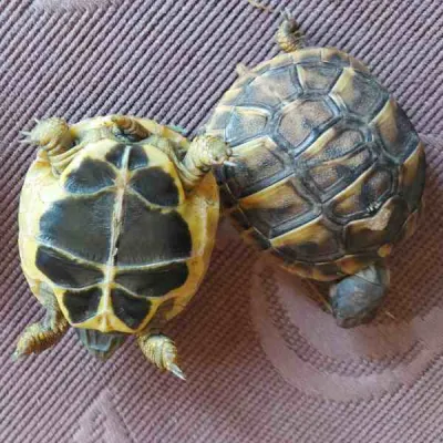 Tortue de terre - photo 2