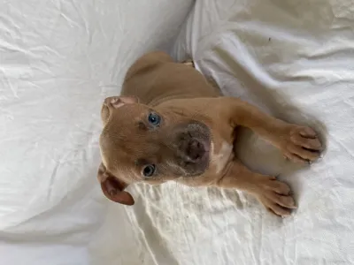 Chiots type American Staffordshire Terrier - photo 2