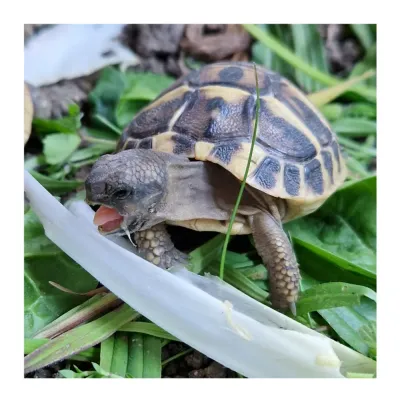 Tortues herman dispos de suite - Tortues & Reptiles