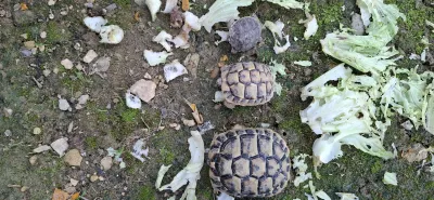 Tortue HERMANN - photo 3