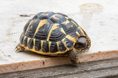 Tortues hermann - Tortues & Reptiles - Annonay (07100)