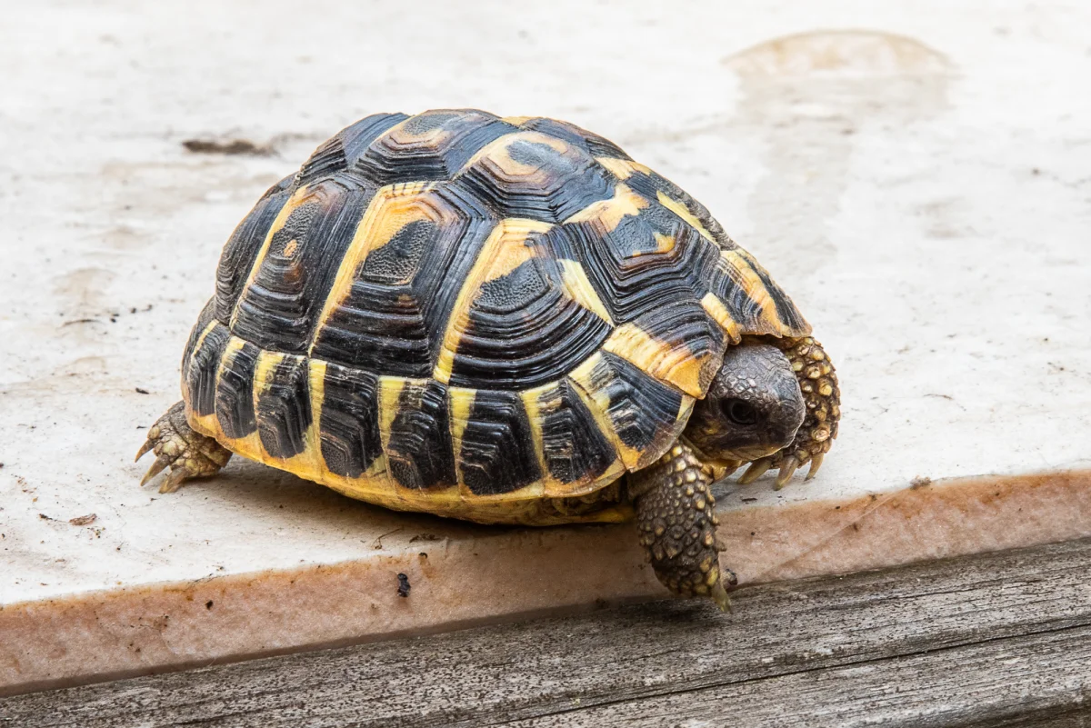 Tortues hermann - Tortues & Reptiles - Annonay (07100)