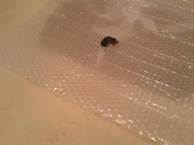 Contacteur embrayage yamaha 400 fzr 1993 - photo 4