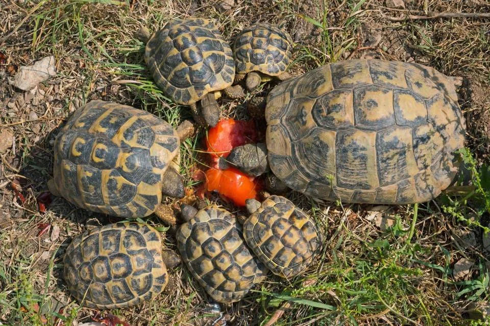 Tortues de terre dispos de suite - Tortues & Reptiles - Metz (57050)