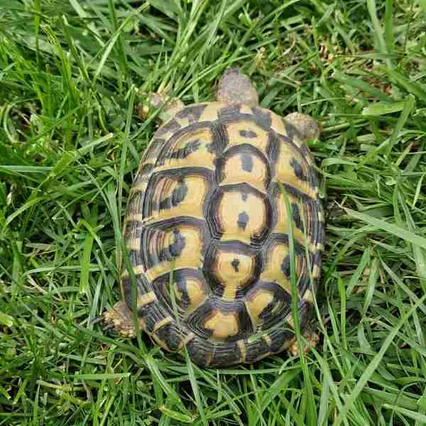 Tortue hermann male et femelle - Tortues & Reptiles - La Ville-du-Bois (91620)