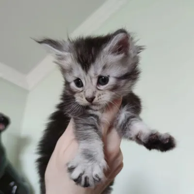 Chatons maine coon à vendre - photo 4