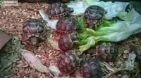 Bébés tortues grec - Tortues & Reptiles - Tarascon (13150)