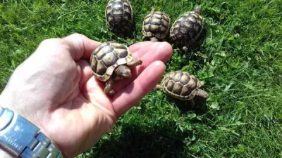 Bébé tortue de terre - photo 3
