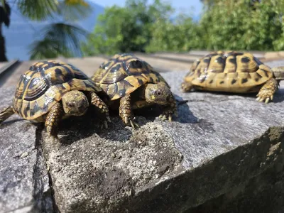 A vendre tortues Hermann - Tortues & Reptiles
