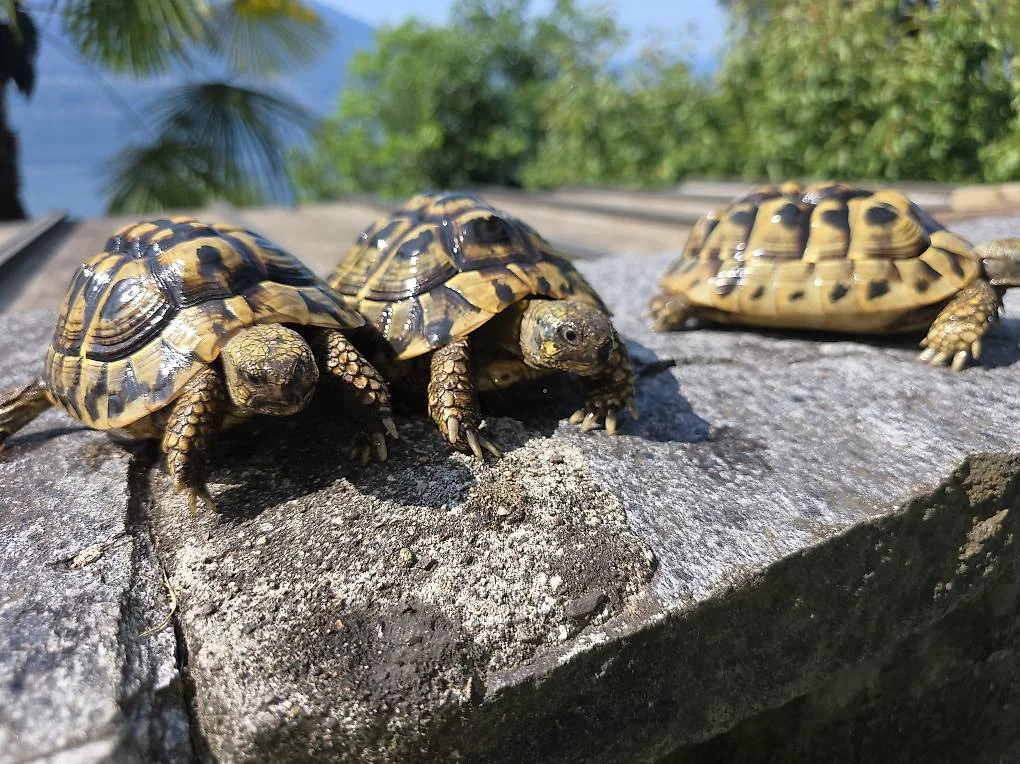 A vendre tortues Hermann - Tortues & Reptiles - Auxerre (89000)