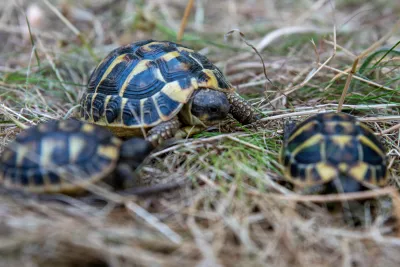 Tortues hermann - photo 3