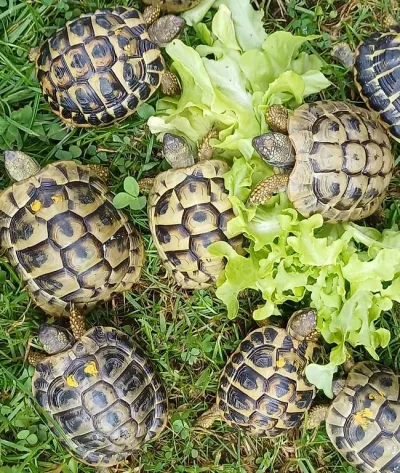 Jolie tortues de terre - Tortues & Reptiles