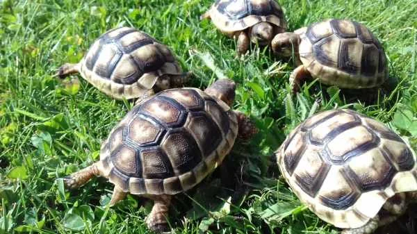 Bébé tortue de terre - Tortues & Reptiles - Lons (64140)