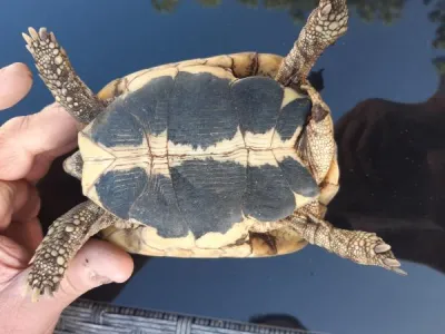 Divers femelles - Autres Animaux - Saint-Maximin-la-Sainte-Baume (83470)