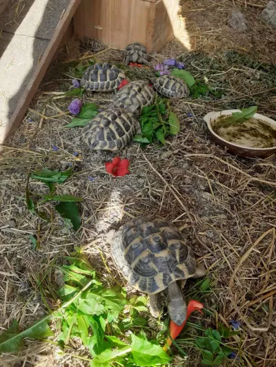 Cède tortues de terre hermann - Tortues & Reptiles - Strasbourg (67100)