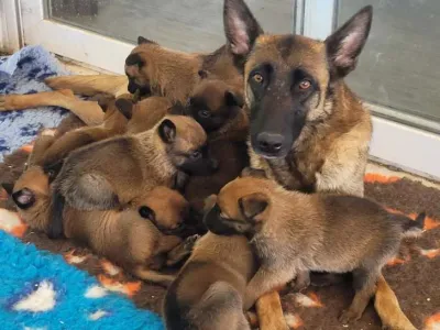 Cède chiots berger malinois pure race LOF - Chiens - Montpellier (34070)