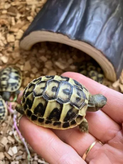Tortues de terre juvenilles - Tortues & Reptiles - Générac (30510)