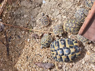 Tortue HERMANN - Tortues & Reptiles