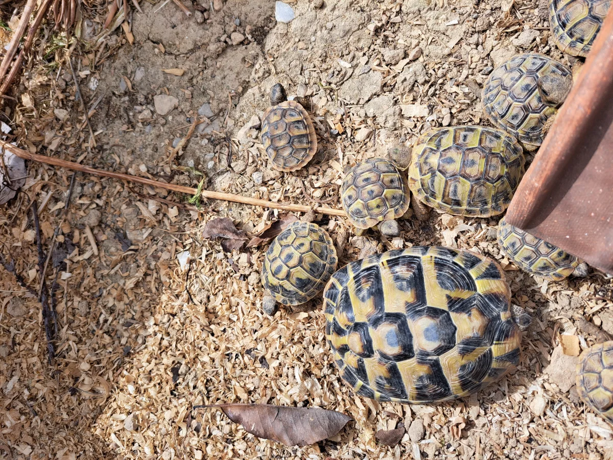 Tortue HERMANN - Tortues & Reptiles