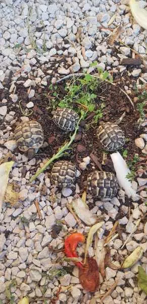 Tortue herman - photo 4