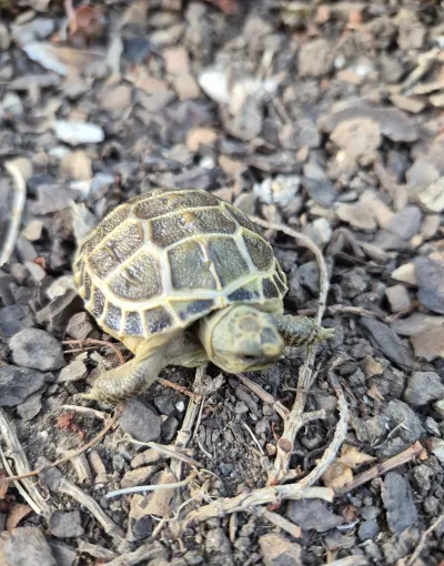 Tortue de terre - photo 2