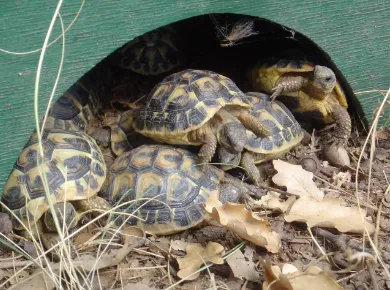 Cède tortues de terre hermann - Tortues & Reptiles - Nantes (44100)