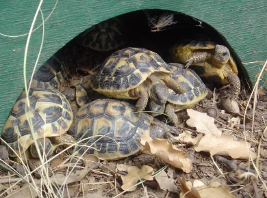 Cède tortues de terre hermann - Tortues & Reptiles - Nantes (44100)