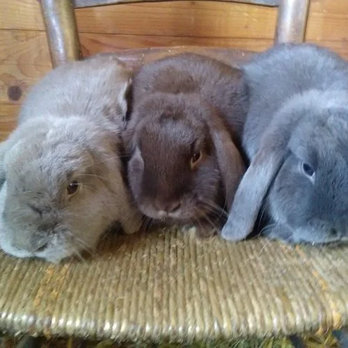 Jolie lapin bélier a vendre - Rongeurs & Oiseaux - Toulouse (31000)