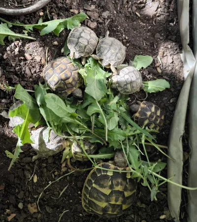 Tortues Hermann - photo 2
