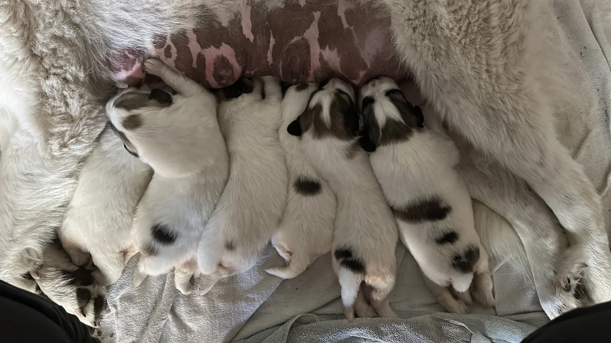 7 chiot à vendre - Chiens - Saint-Sauveur (7912)