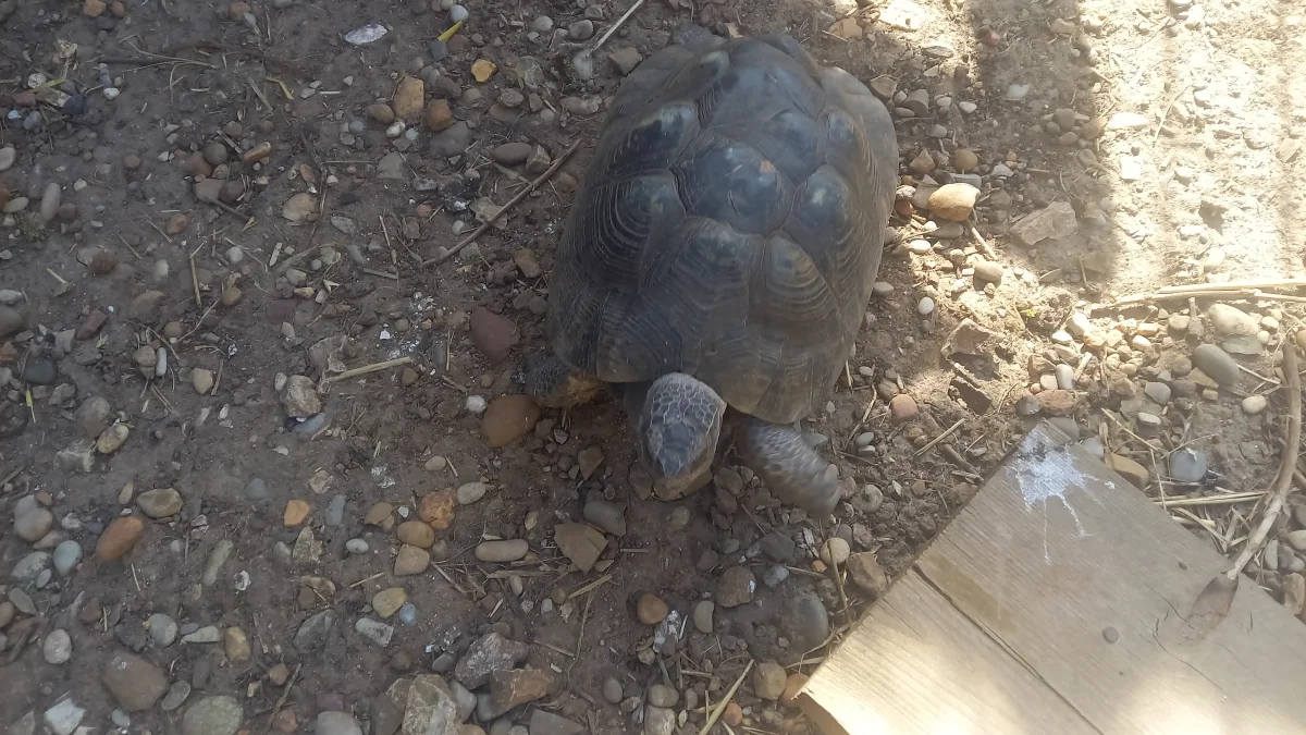 Tortue marginata - Tortues & Reptiles - Avignon (84000)
