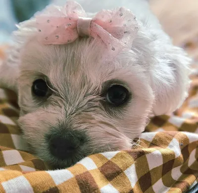Bichon maltais à adopter - photo 2