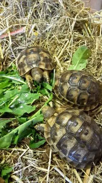 Tortue de terre rhône-alpes - Tortues & Reptiles - Meximieux (01800)