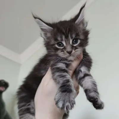 Chatons maine coon à vendre - photo 2