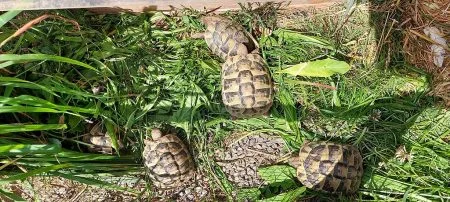 Tortues Hermann/hermanni - Tortues & Reptiles - Montpellier (34000)
