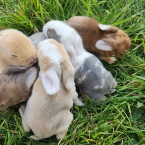 A vendre lapin bélier - Rongeurs & Oiseaux - Roche (38090)