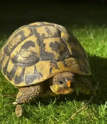 Dispos de suite tortues terrestres - photo 2