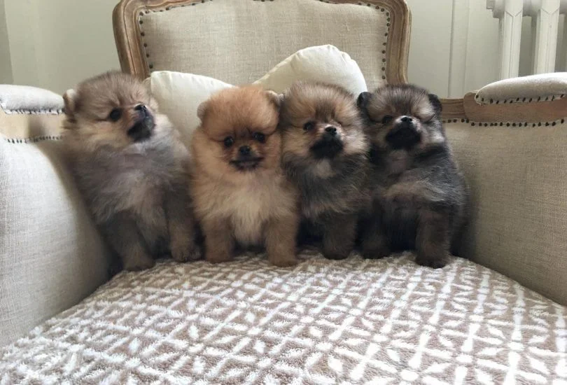 Spitz pomeranien types nounous - Chiens - Dijon (21000)